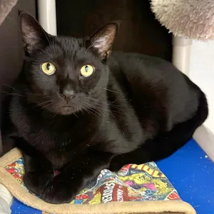 Sylvester