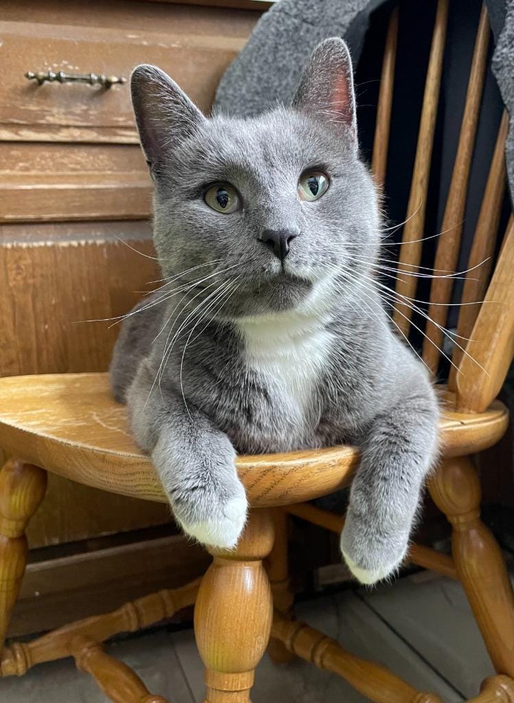 Curious George * IN FOSTER *