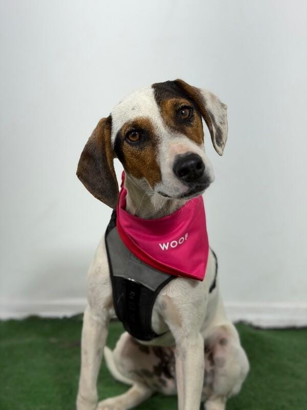 Beau-One of our Amazing Rescue Dogs