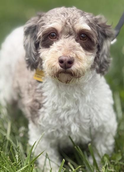 Primrose