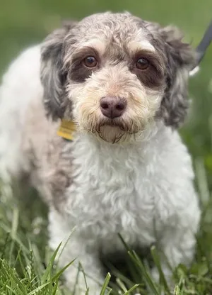 Primrose