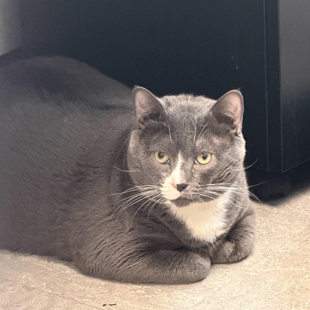 Nougat
