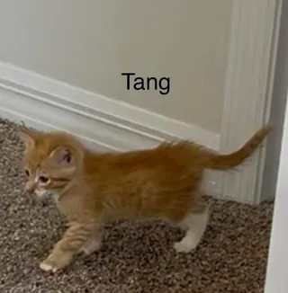 Tang