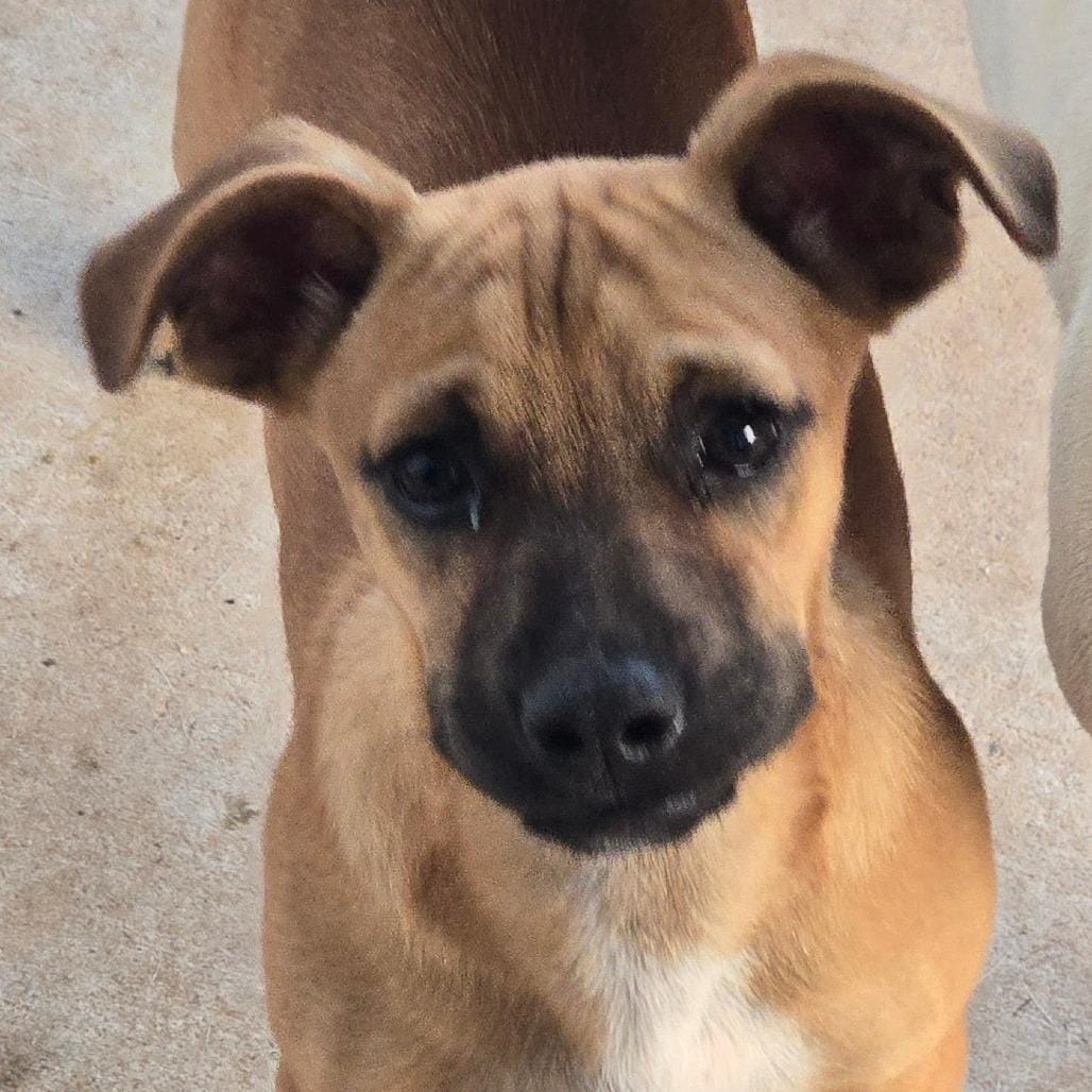 Dodger