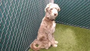 COOPER