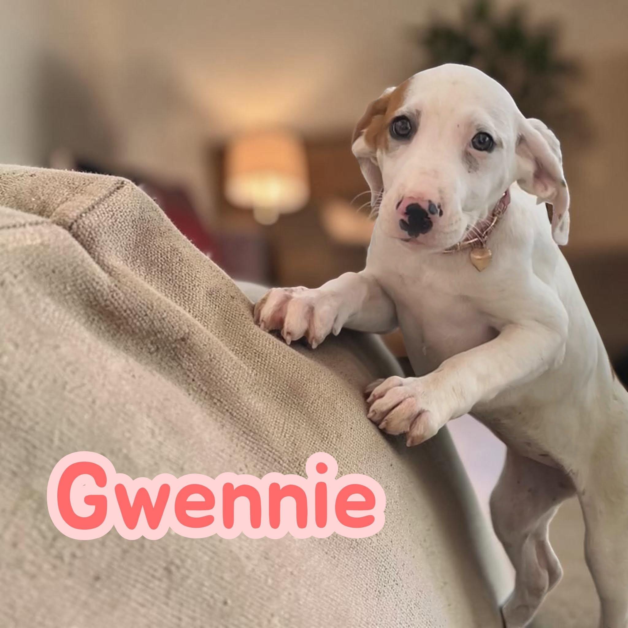 Gwennie - sweetest hound pup