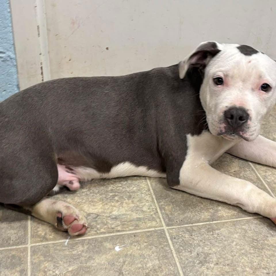 Hip (Alvin): Not at shelter (Tiffany)