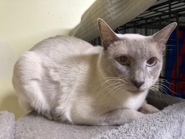 Nimbus