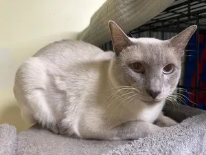 Nimbus
