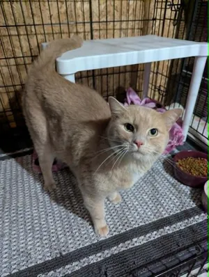 Butters