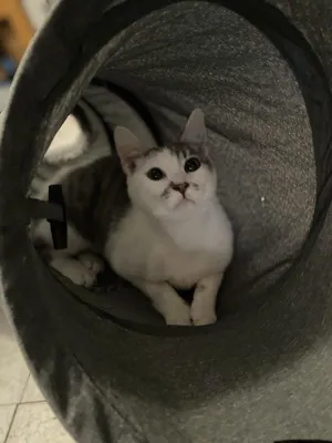 Chloe