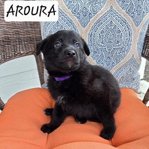 Aurora