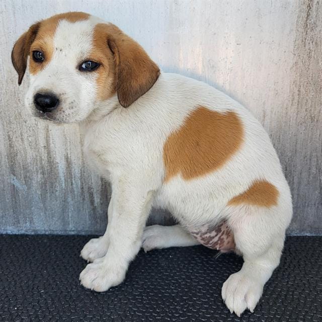 PENNY