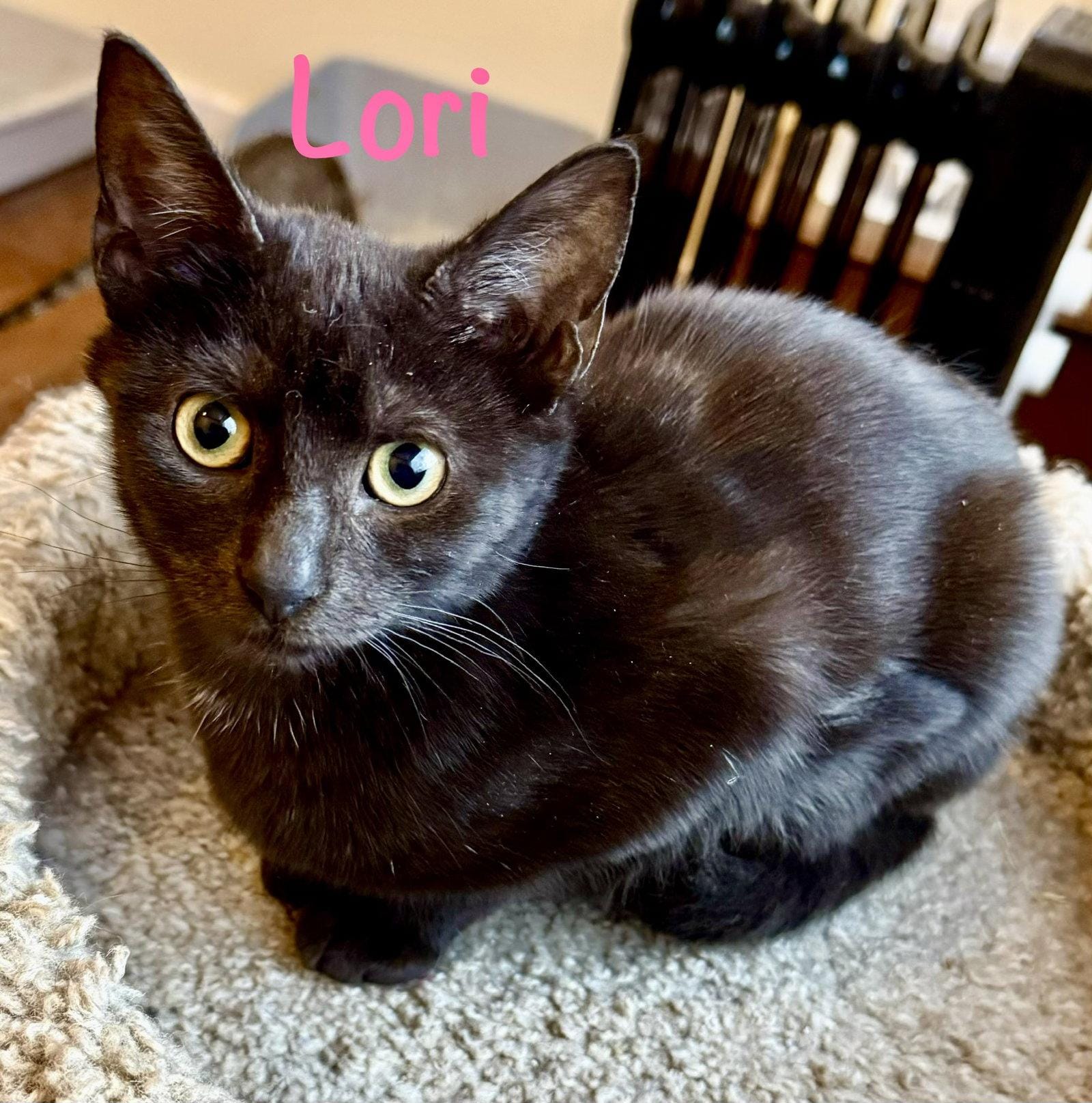 Lori