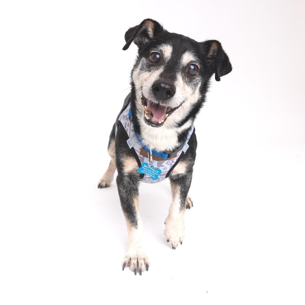 Cookie Monster 13707