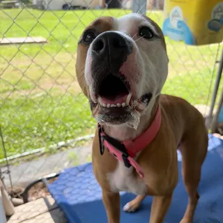 Daisy Mae