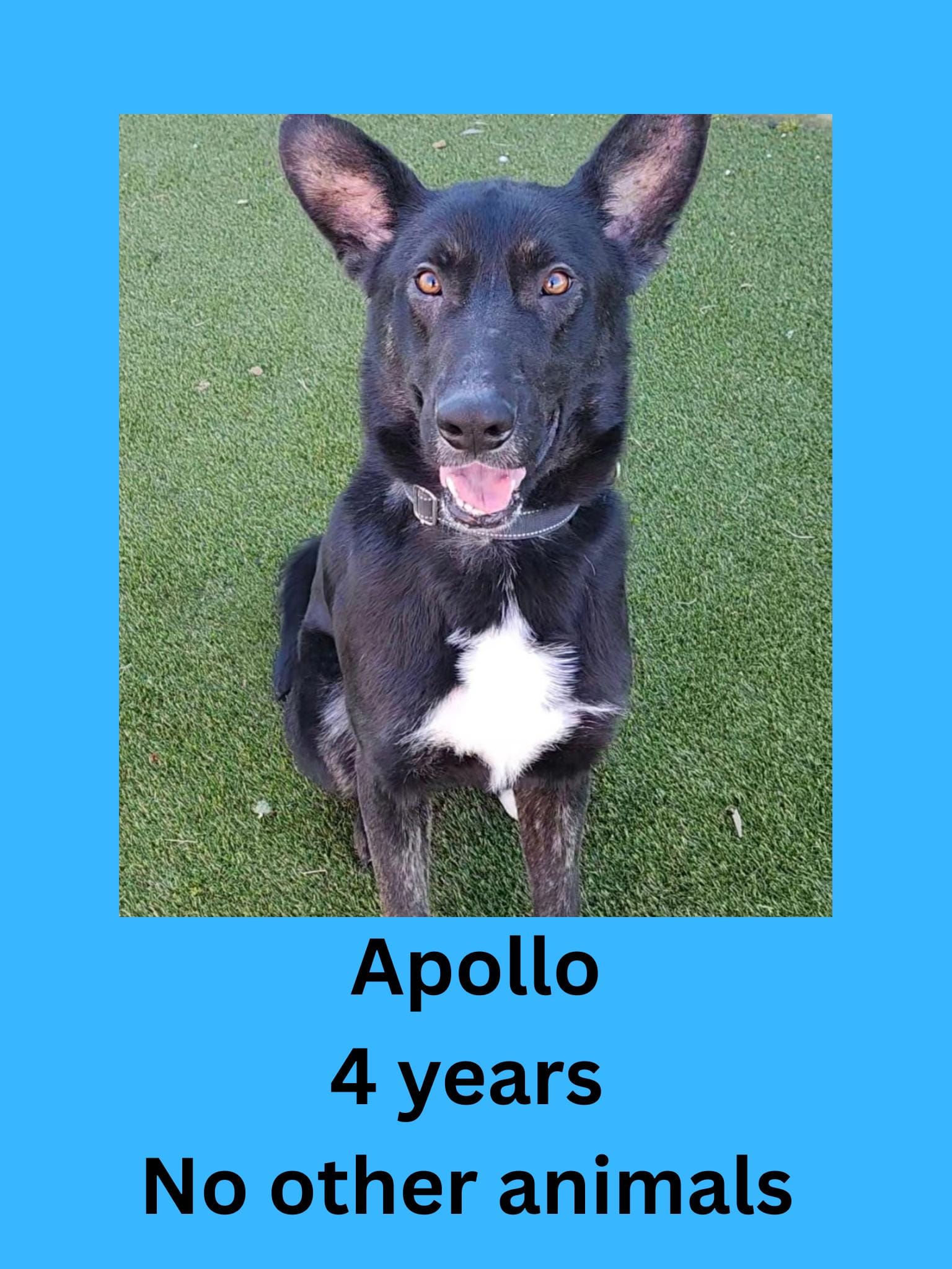 Apollo