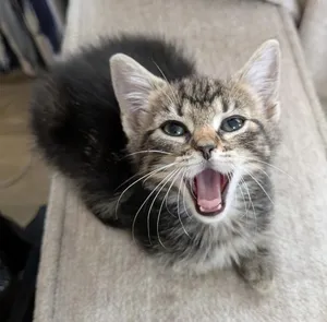 Obi