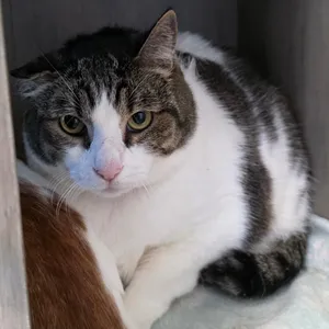 Mr.Kitty