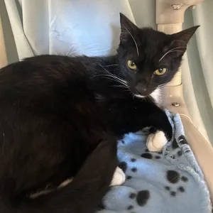 Bootsie