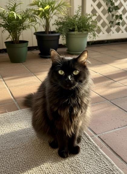 Sweetie