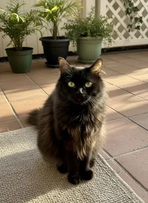 Sweetie