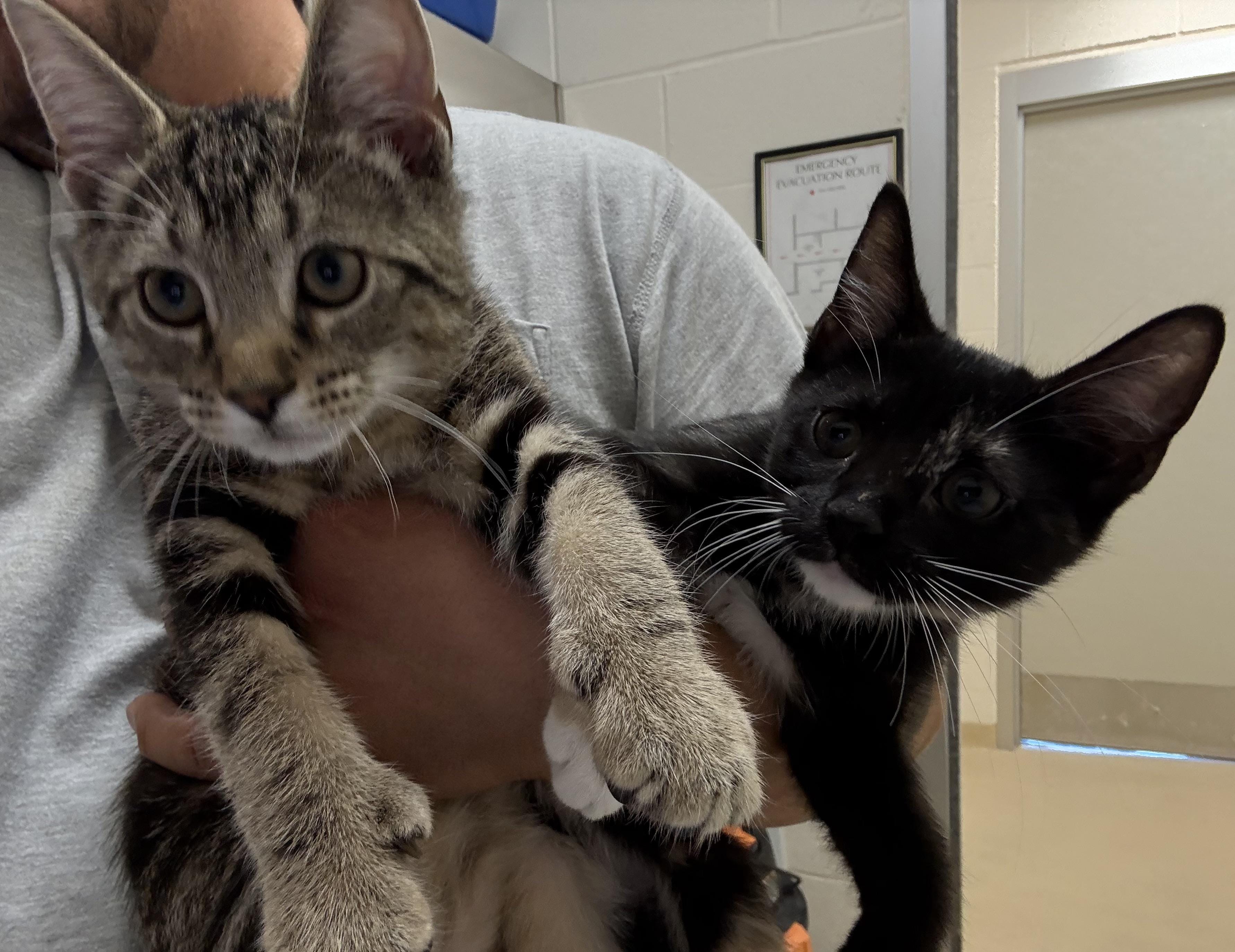 Romeo and Smooch