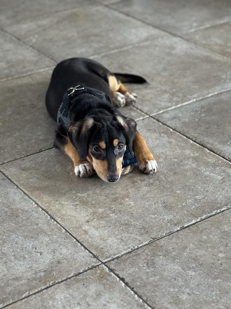 Bambi