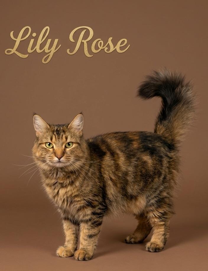 Lily Rose