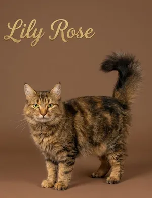 Lily Rose