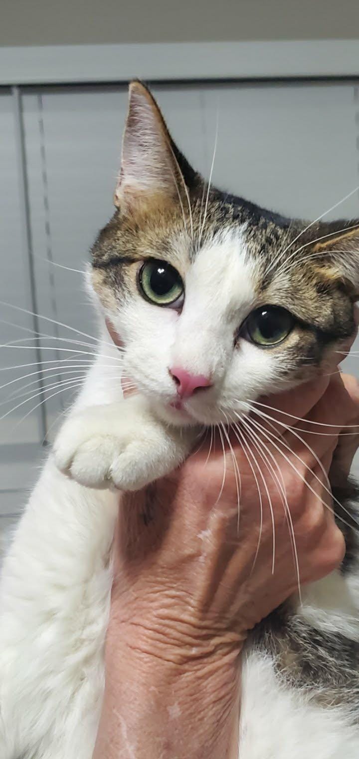 Mimi