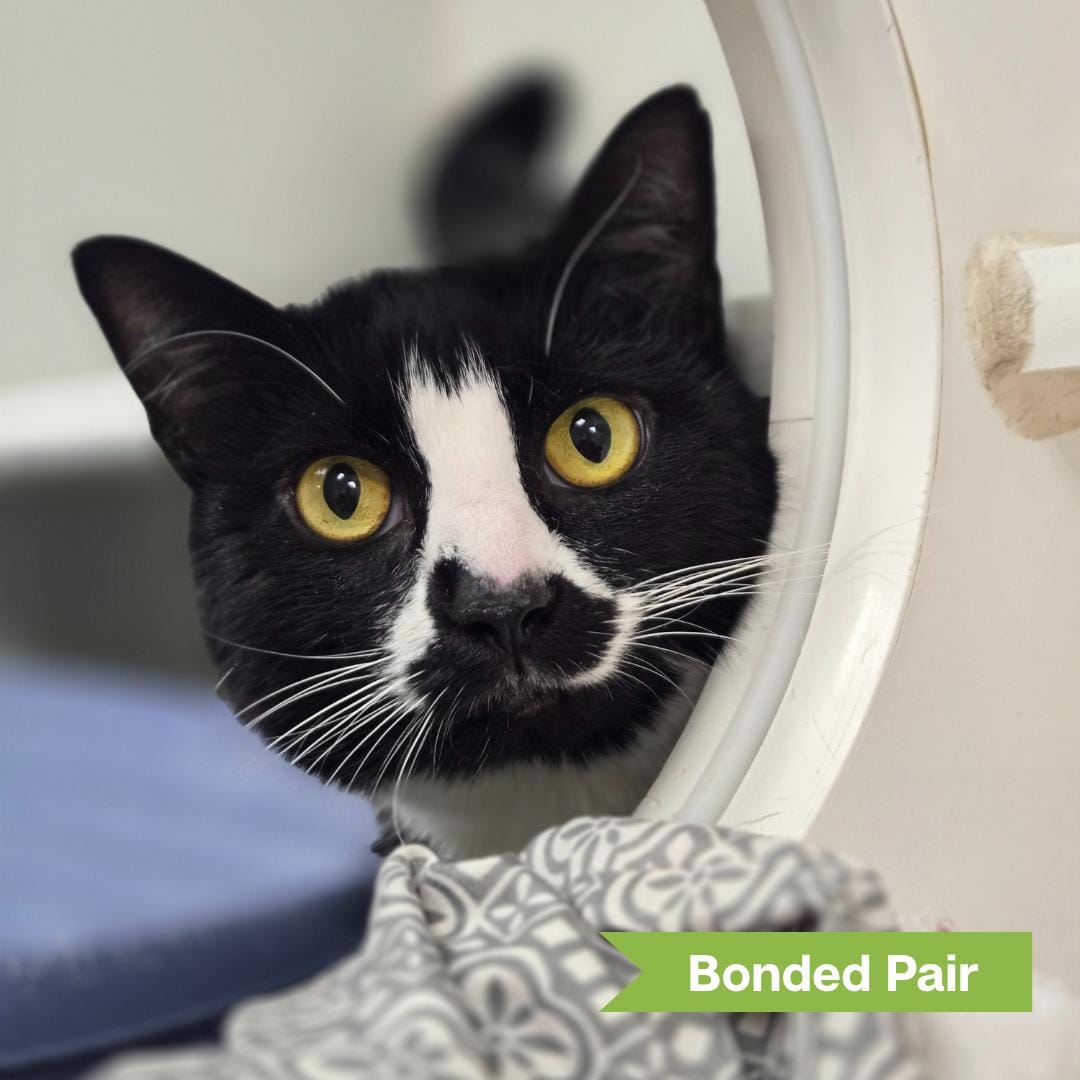 Venus (bonded w/ Serena)