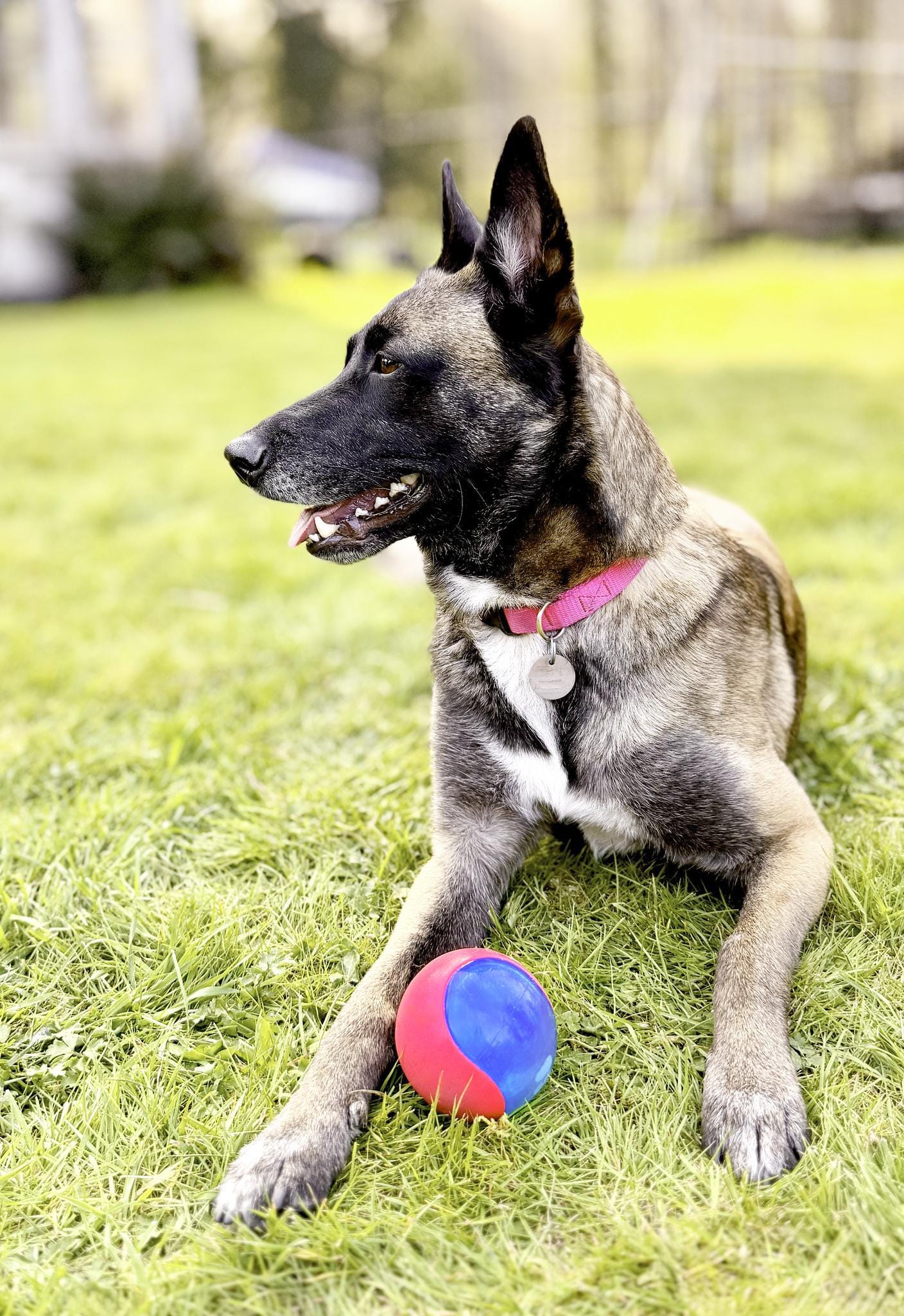 Arya