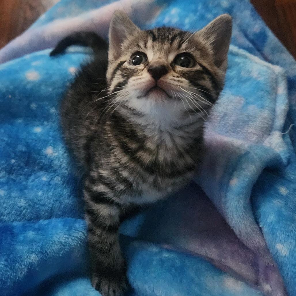 Willow