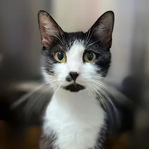 Elsie