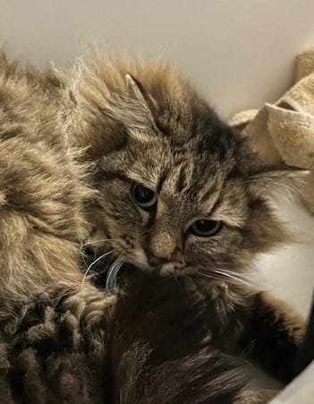 Meeko