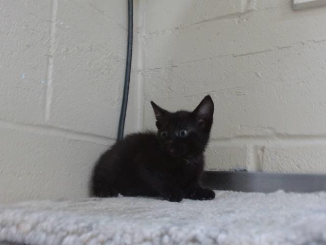 DUNCAN