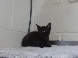 DUNCAN