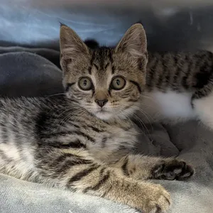 Packing Peanut