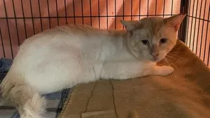 Merlin
