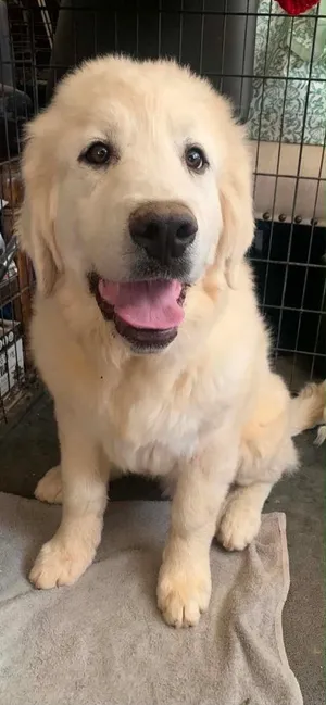 Clyde