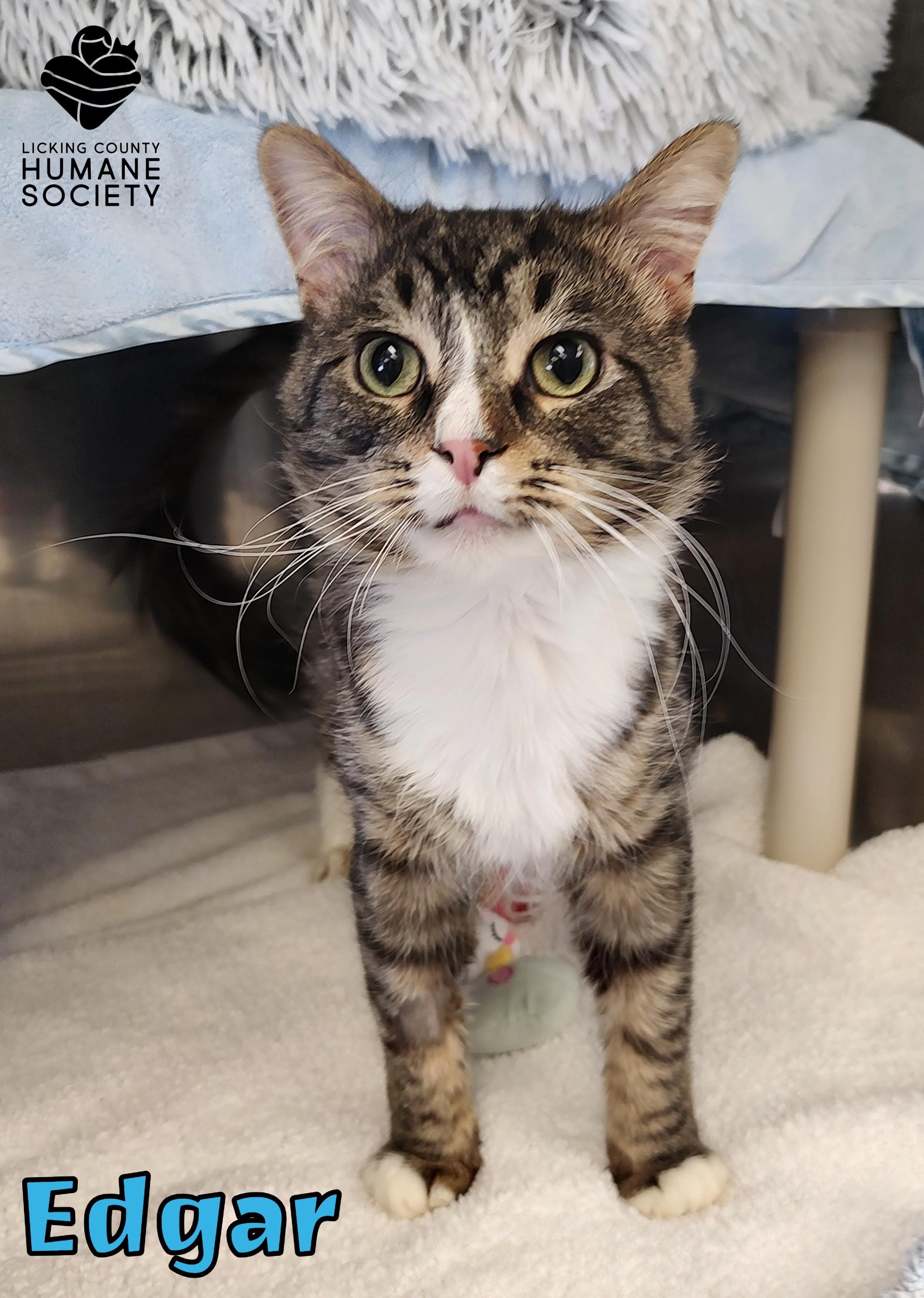 Licking County Humane Society in Heath, OH - Find Paw Pal