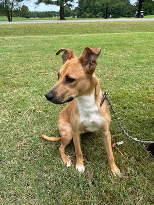 Dingo
