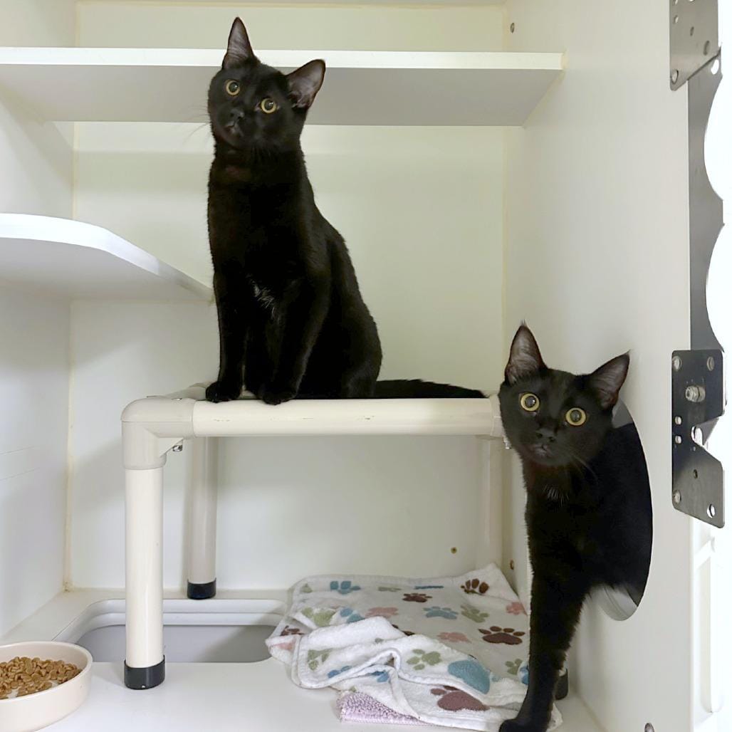 Salem