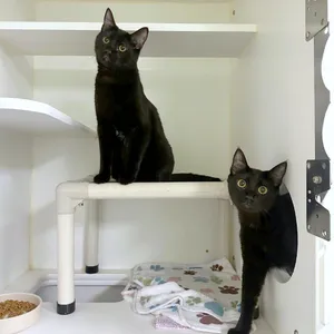 Salem