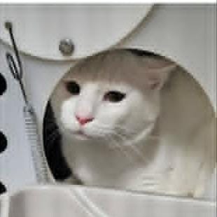 Simon