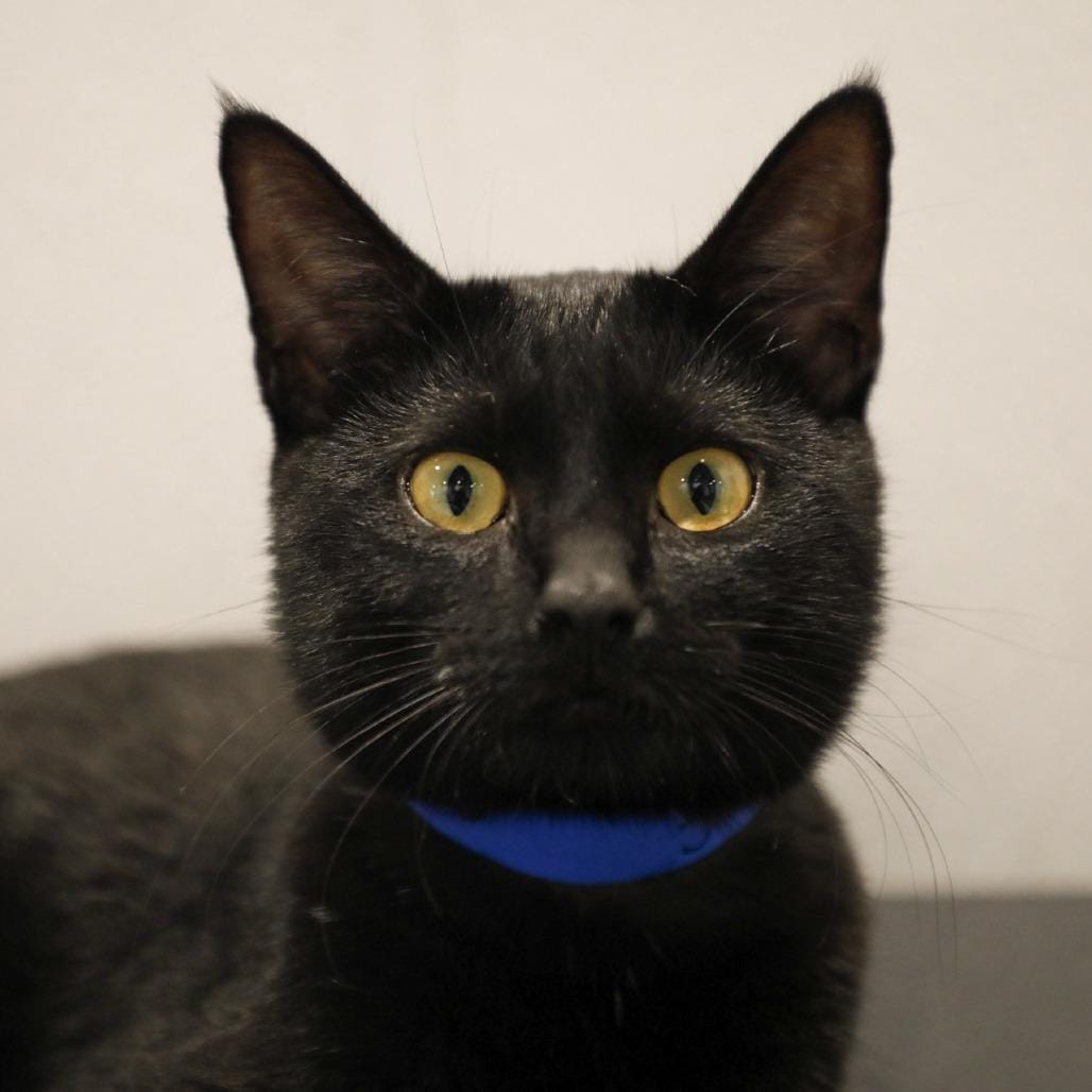 Meelo ( Milo )