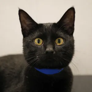 Meelo ( Milo )