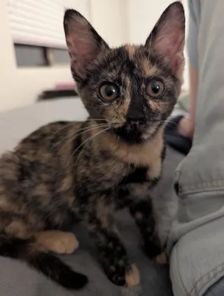 NIA - Kitten