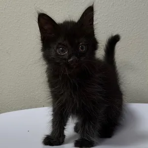 Blinky